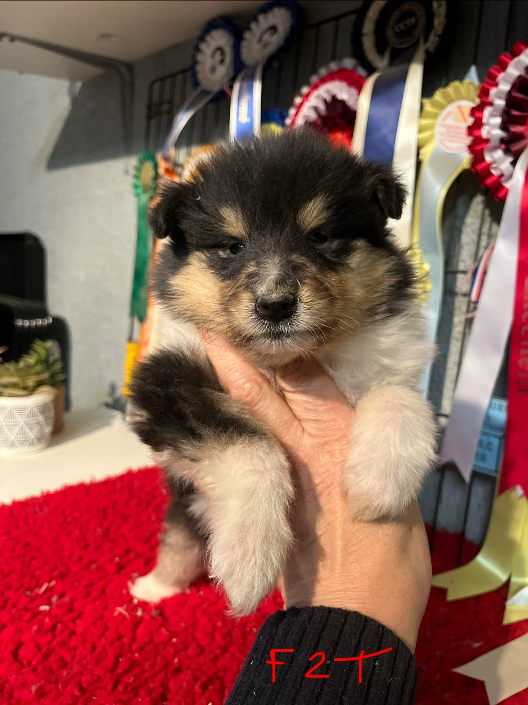 De Pepsie Pep's - Chiots disponibles - Colley à poil long