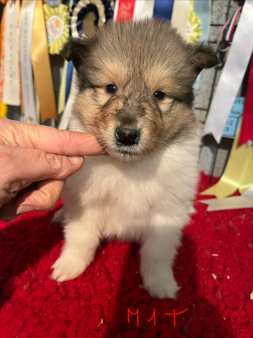 De Pepsie Pep's - Chiots disponibles - Colley à poil long