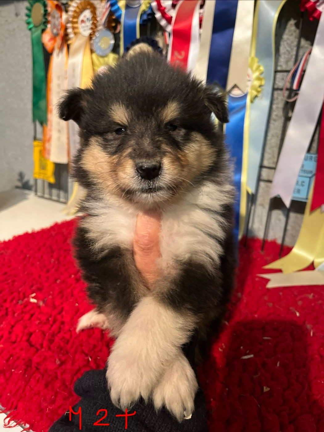 De Pepsie Pep's - Chiots disponibles - Colley à poil long