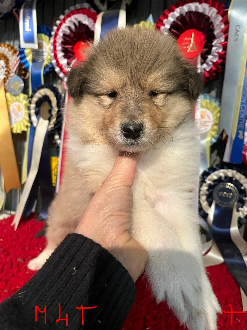 De Pepsie Pep's - Chiots disponibles - Colley à poil long