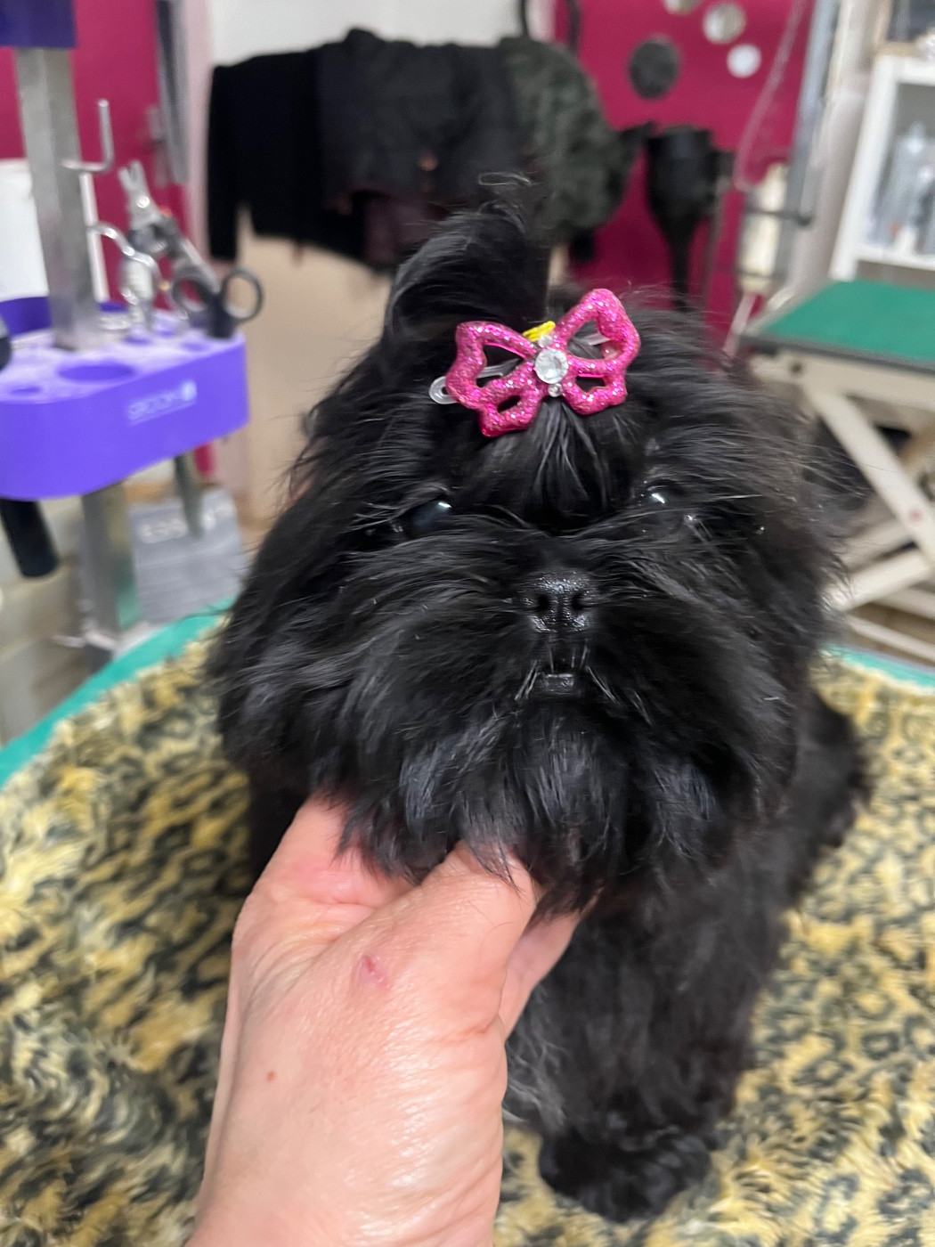 De Pepsie Pep's - Chiots disponibles - Shih Tzu