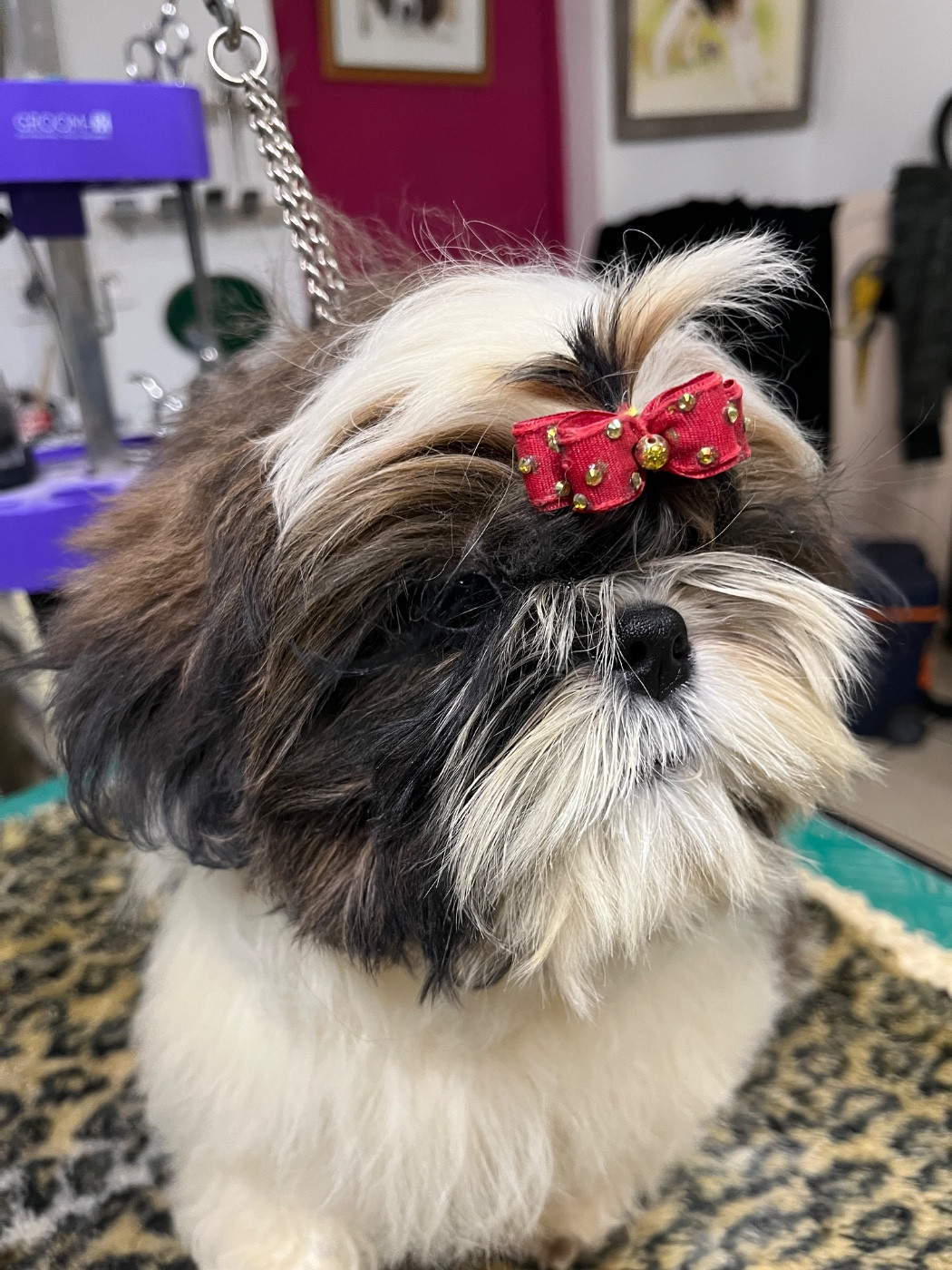 De Pepsie Pep's - Chiots disponibles - Shih Tzu