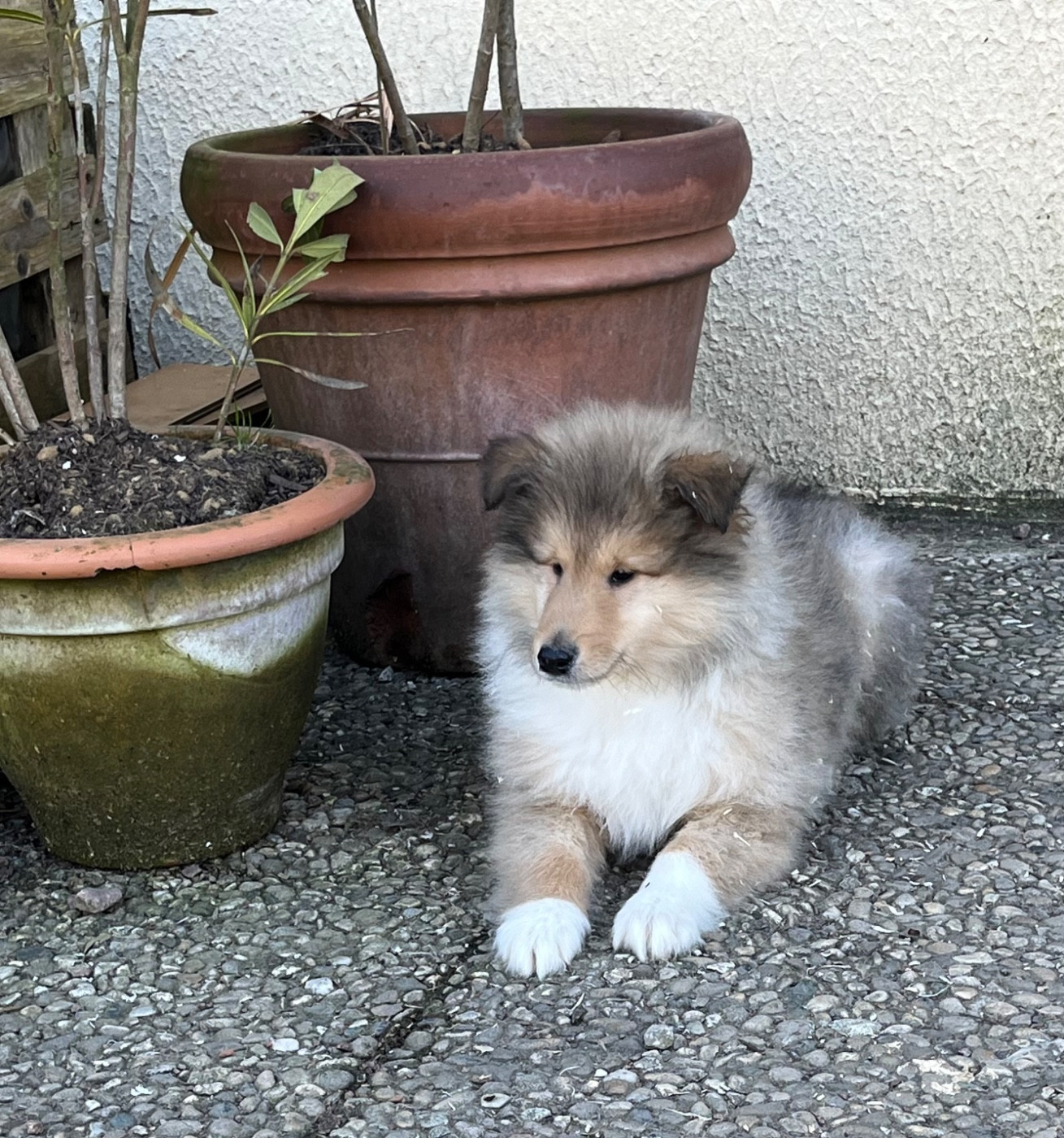 De Pepsie Pep's - Chiots disponibles - Colley à poil long