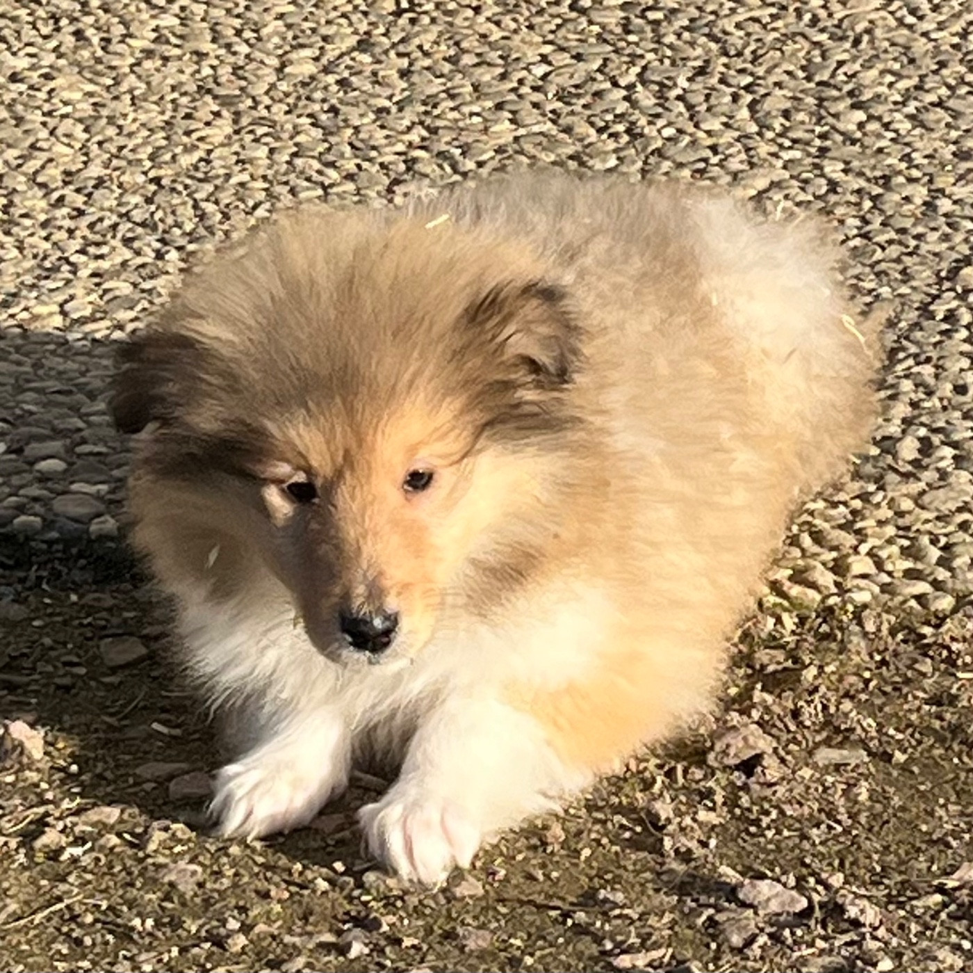 De Pepsie Pep's - Chiots disponibles - Colley à poil long