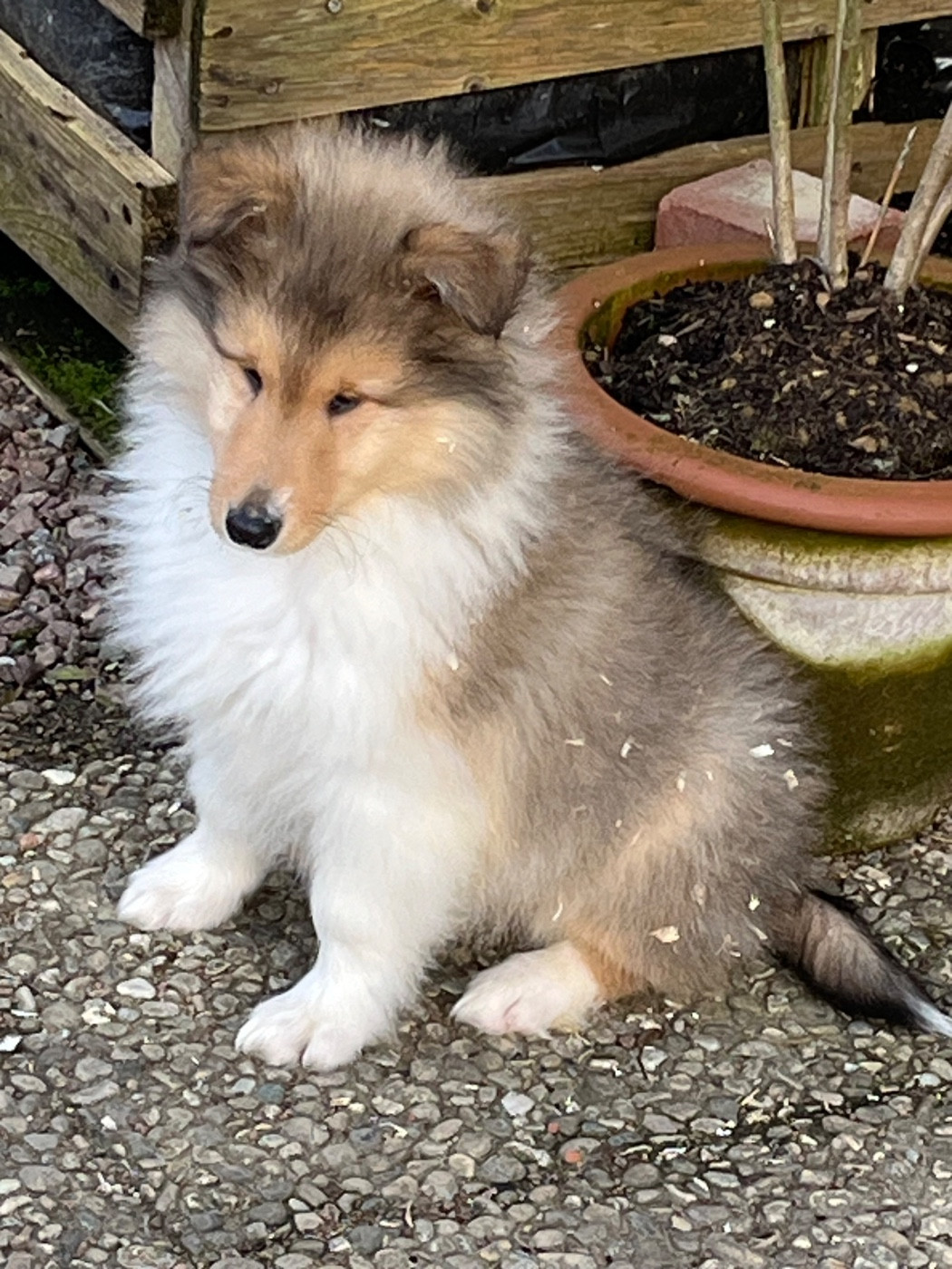 De Pepsie Pep's - Chiots disponibles - Colley à poil long