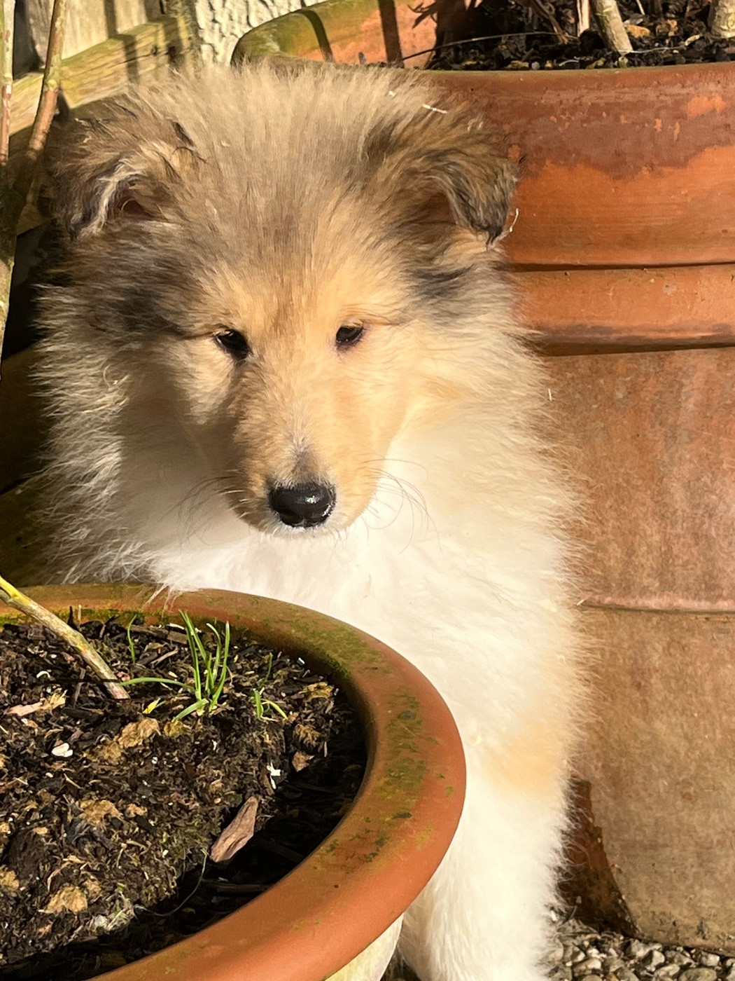 De Pepsie Pep's - Chiots disponibles - Colley à poil long