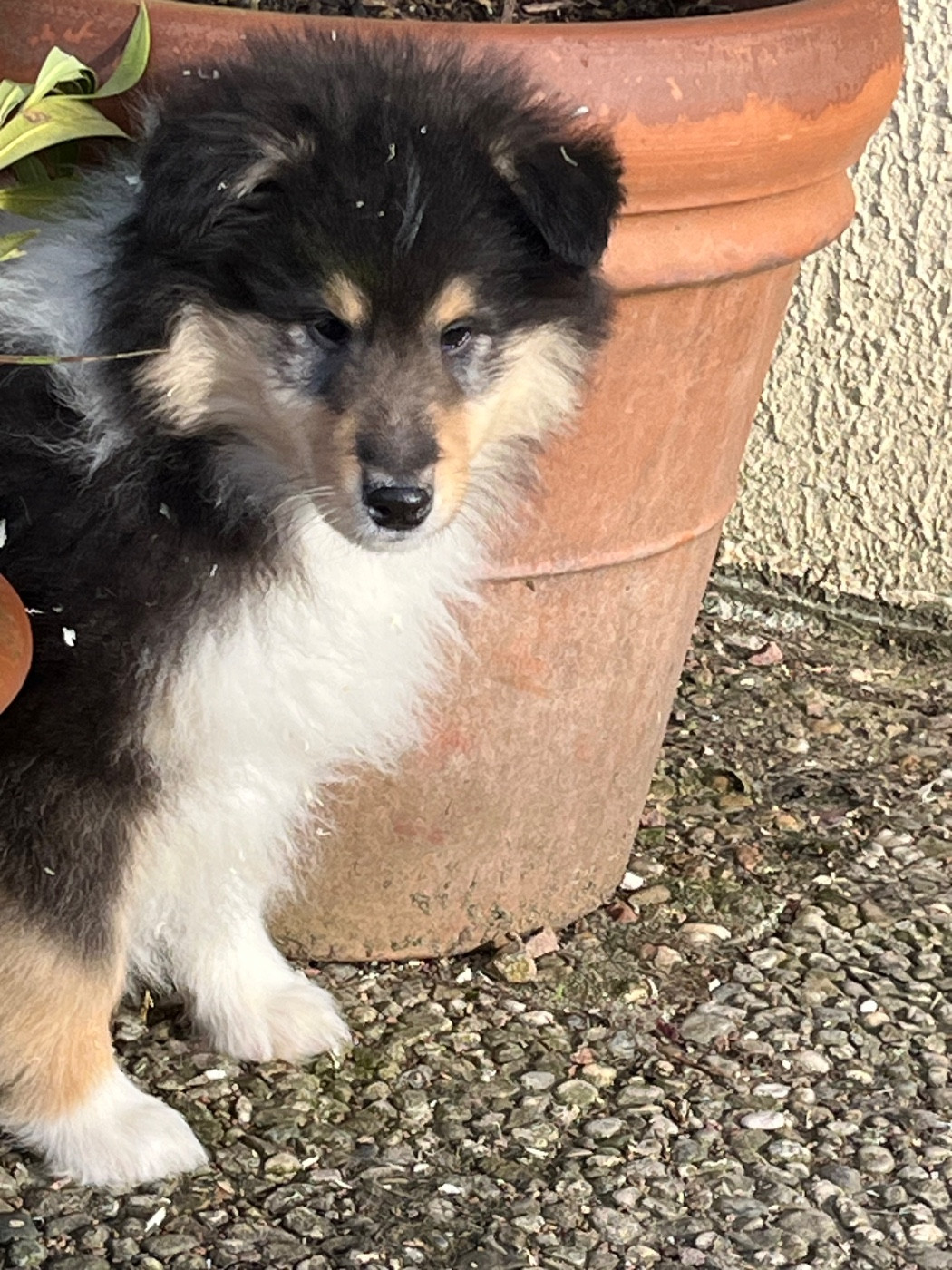 De Pepsie Pep's - Chiots disponibles - Colley à poil long