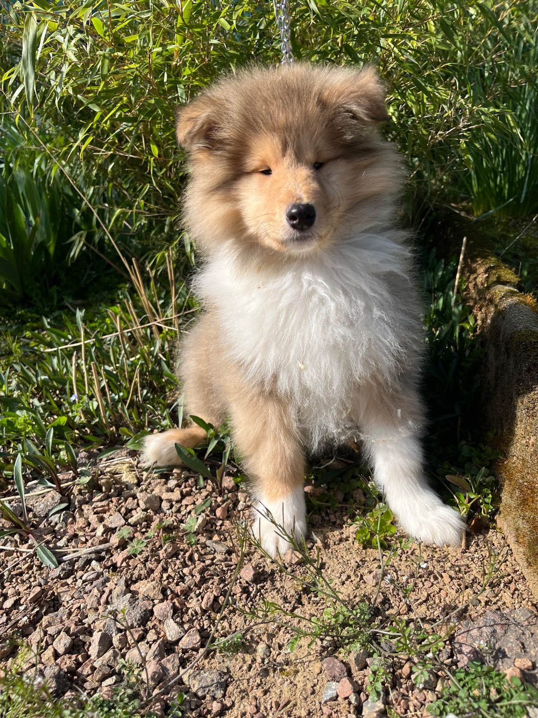 De Pepsie Pep's - Chiots disponibles - Colley à poil long