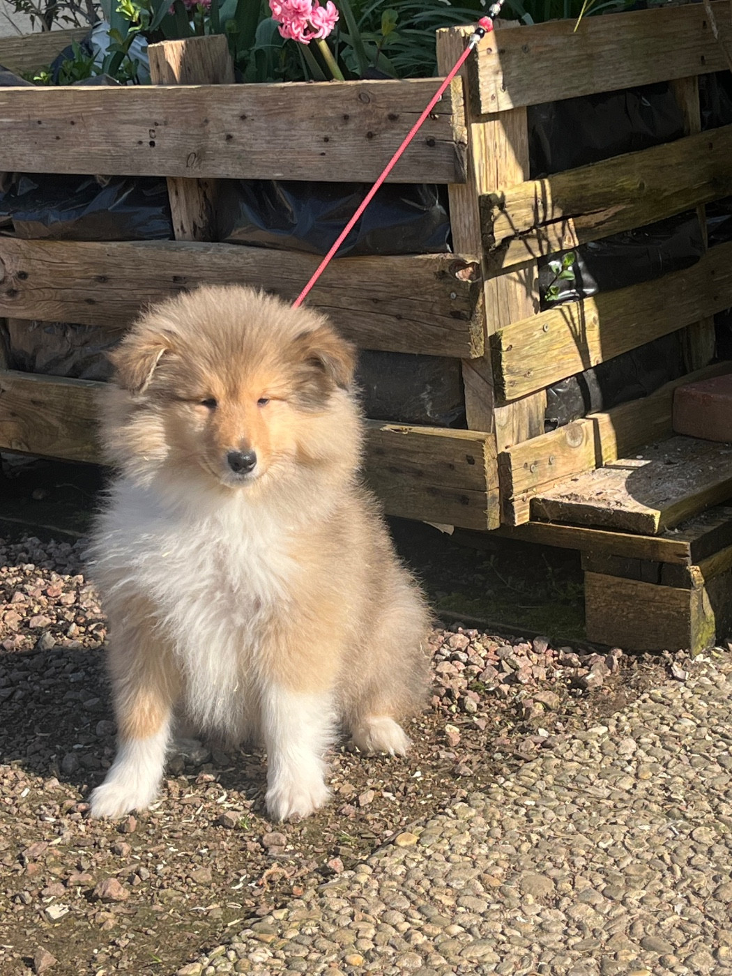 De Pepsie Pep's - Chiots disponibles - Colley à poil long