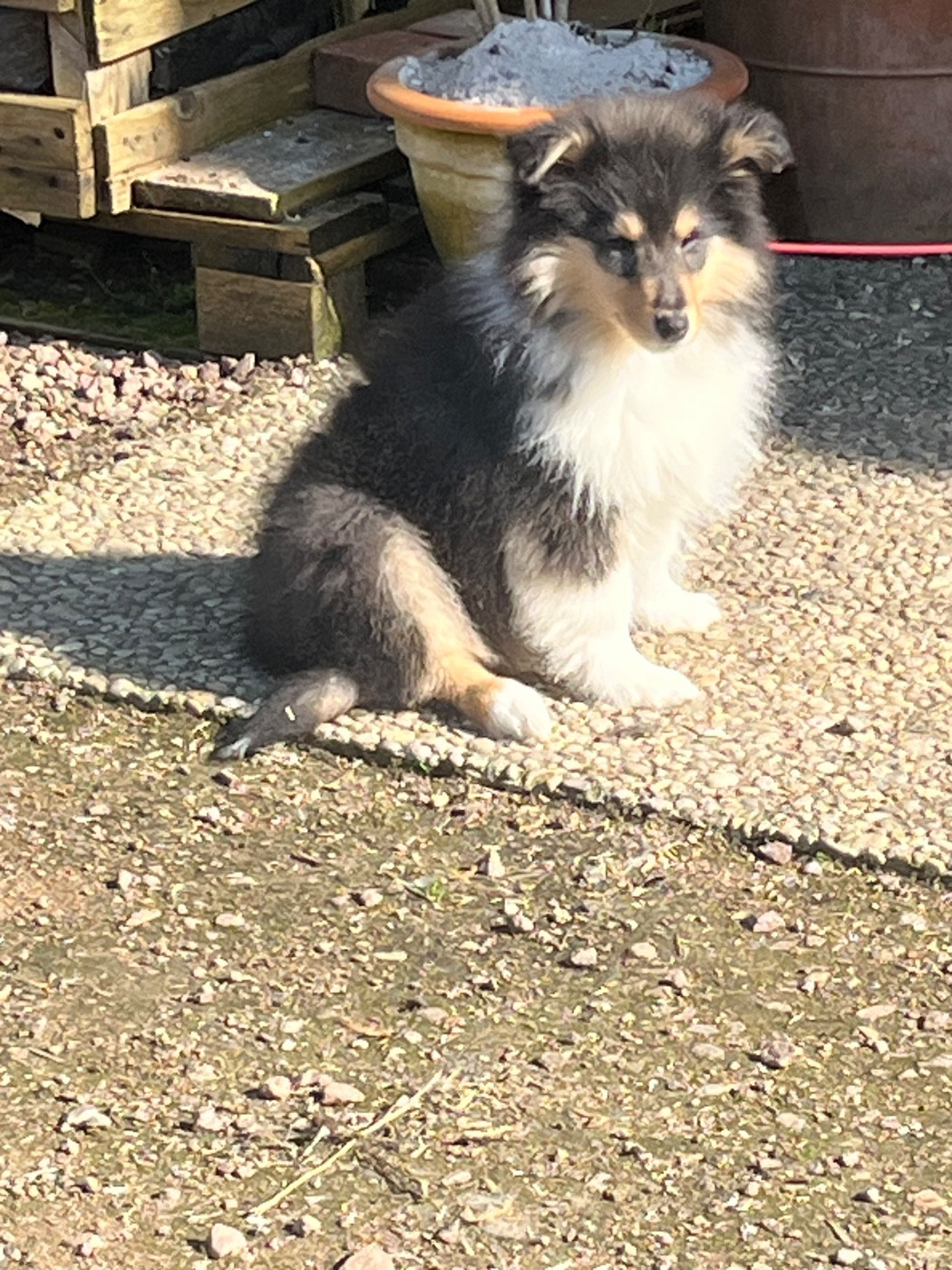 De Pepsie Pep's - Chiots disponibles - Colley à poil long