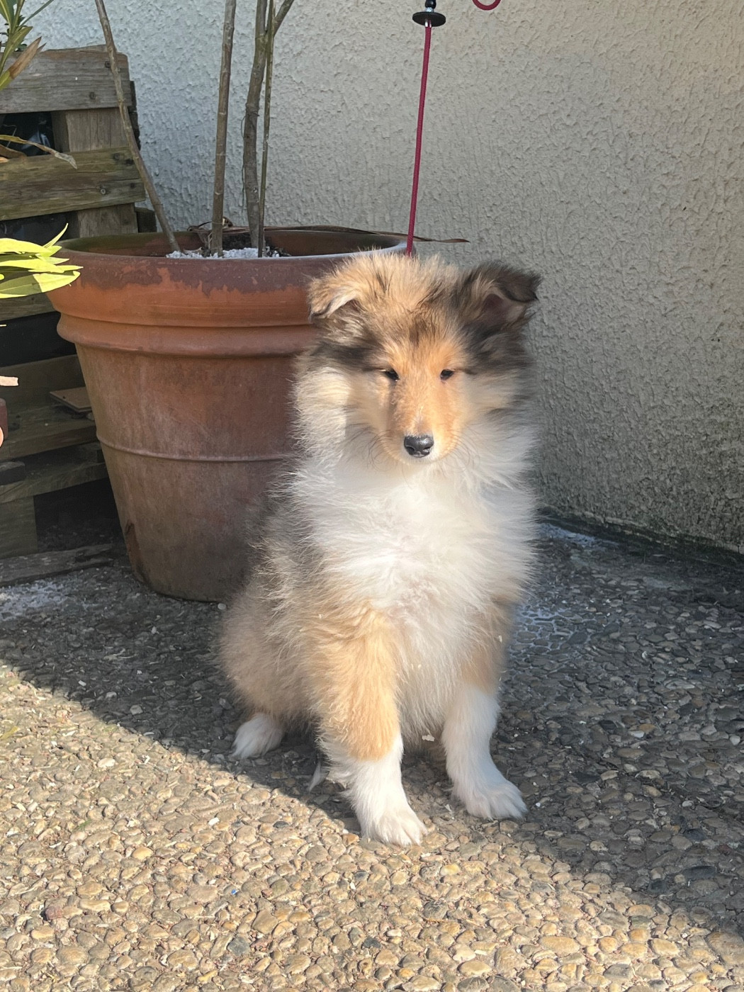 De Pepsie Pep's - Chiots disponibles - Colley à poil long