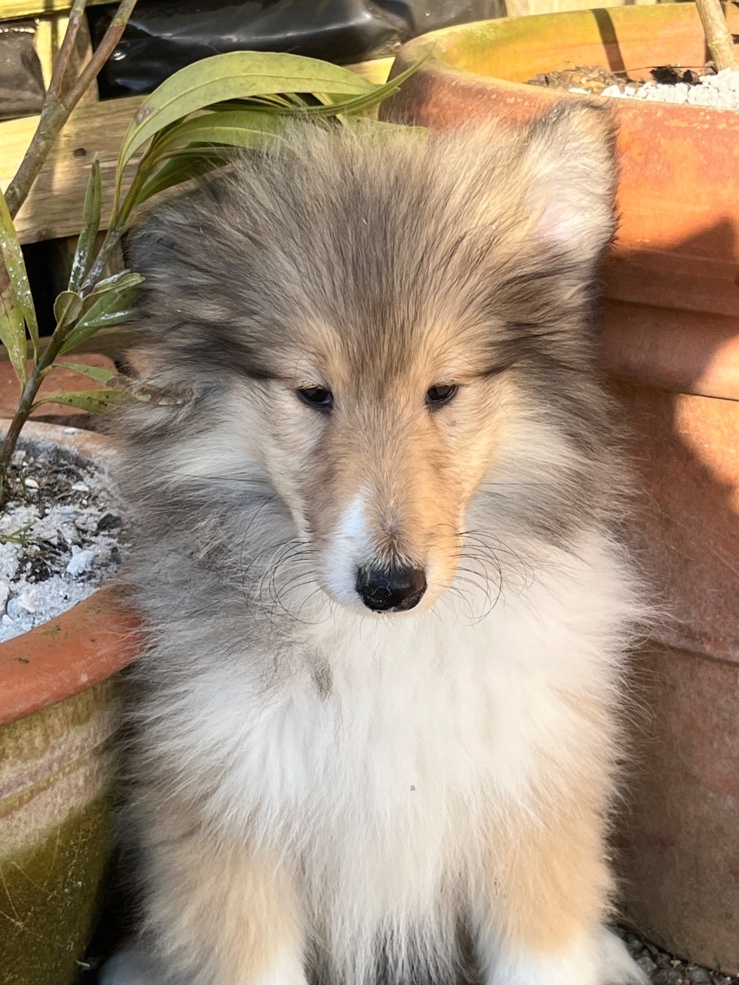 De Pepsie Pep's - Chiots disponibles - Colley à poil long