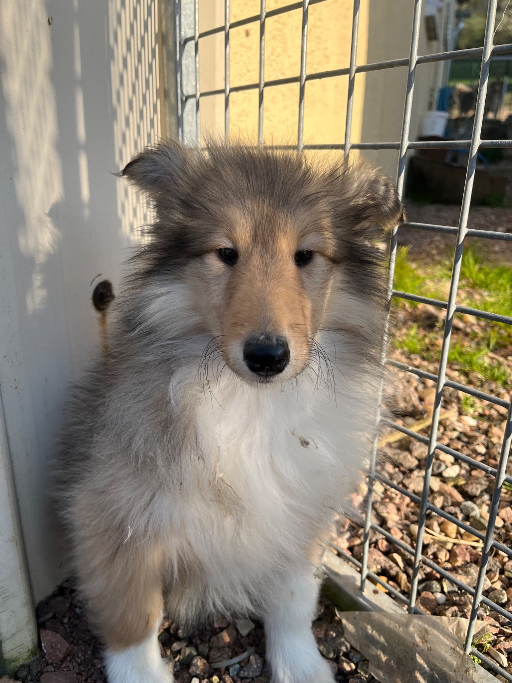 De Pepsie Pep's - Chiots disponibles - Colley à poil long