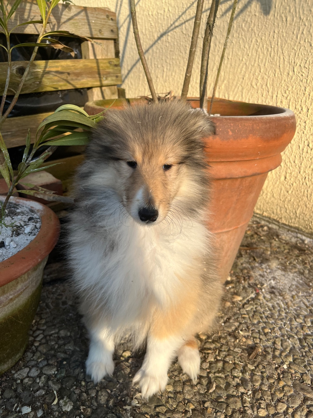 De Pepsie Pep's - Chiots disponibles - Colley à poil long