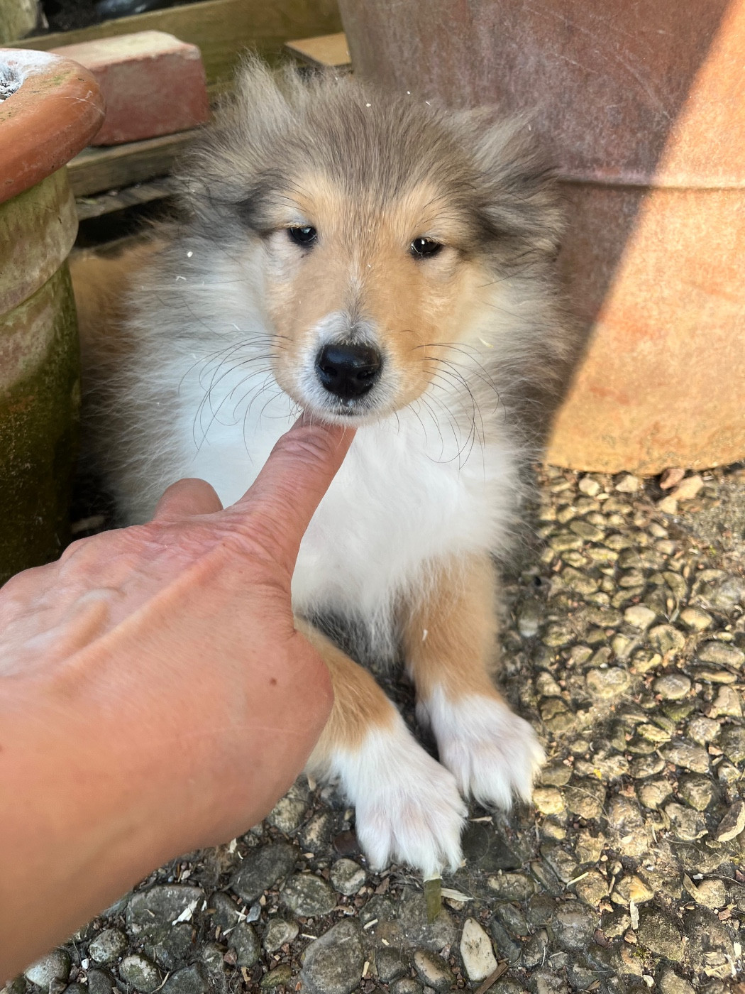 De Pepsie Pep's - Chiots disponibles - Colley à poil long