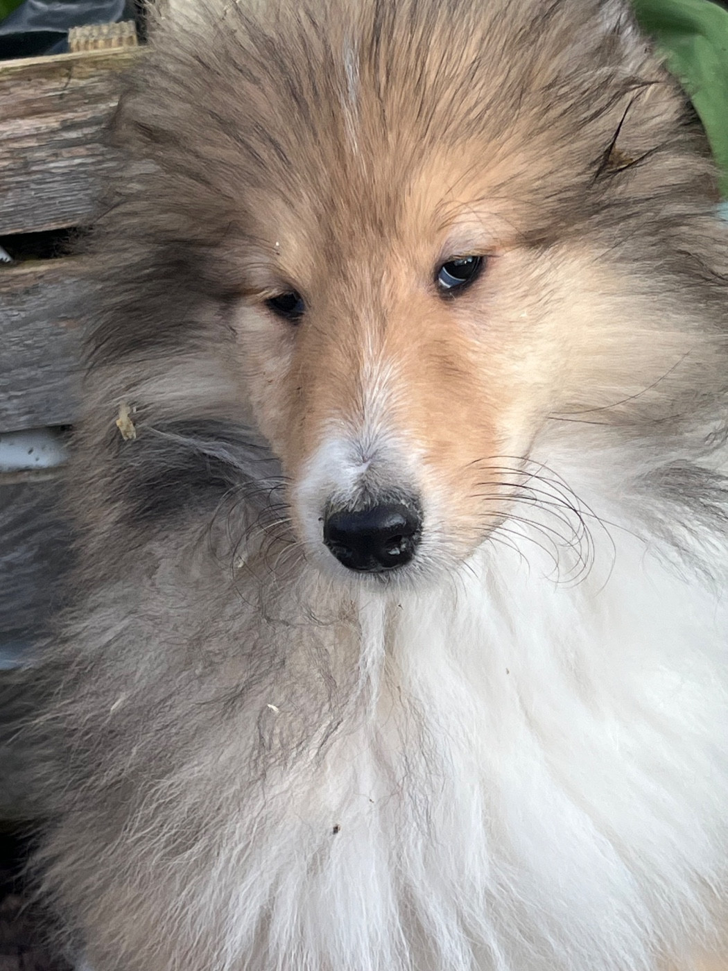 De Pepsie Pep's - Chiots disponibles - Colley à poil long