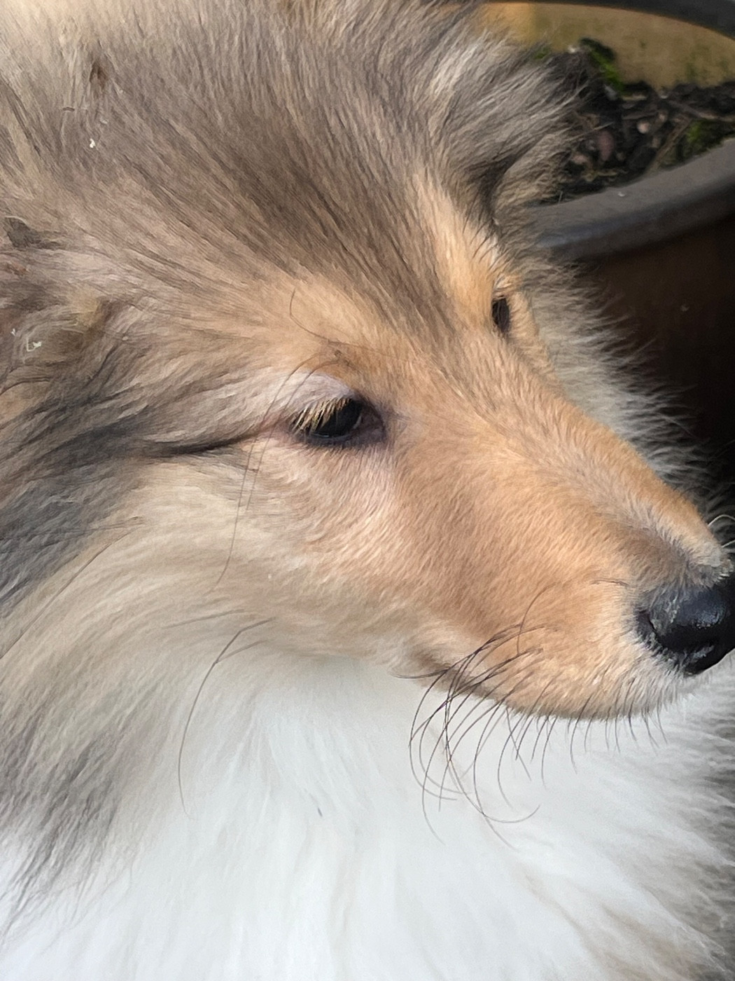 De Pepsie Pep's - Chiots disponibles - Colley à poil long