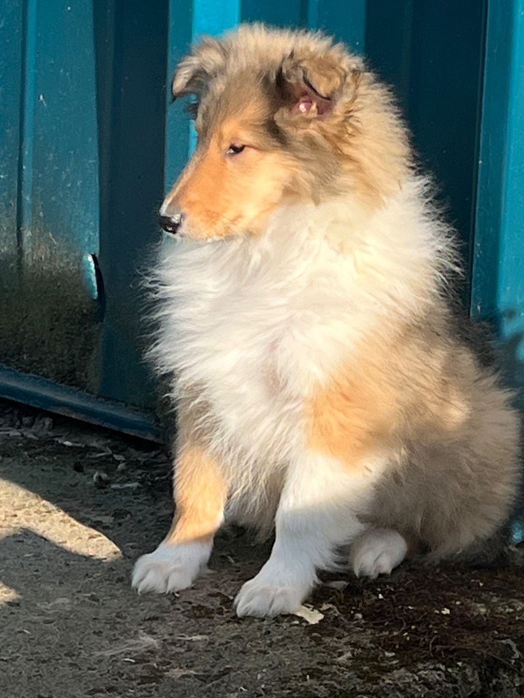 Chiot Colley à poil long De Pepsie Pep's