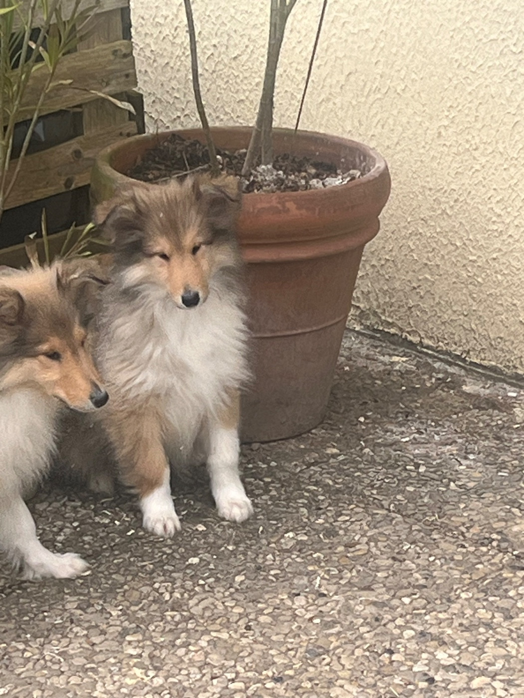 De Pepsie Pep's - Chiots disponibles - Colley à poil long