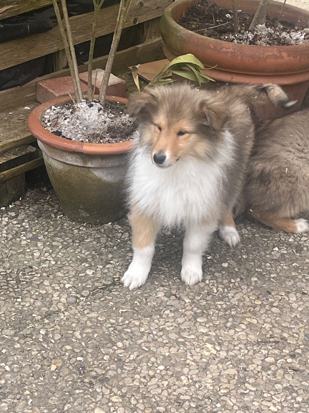 De Pepsie Pep's - Chiots disponibles - Colley à poil long