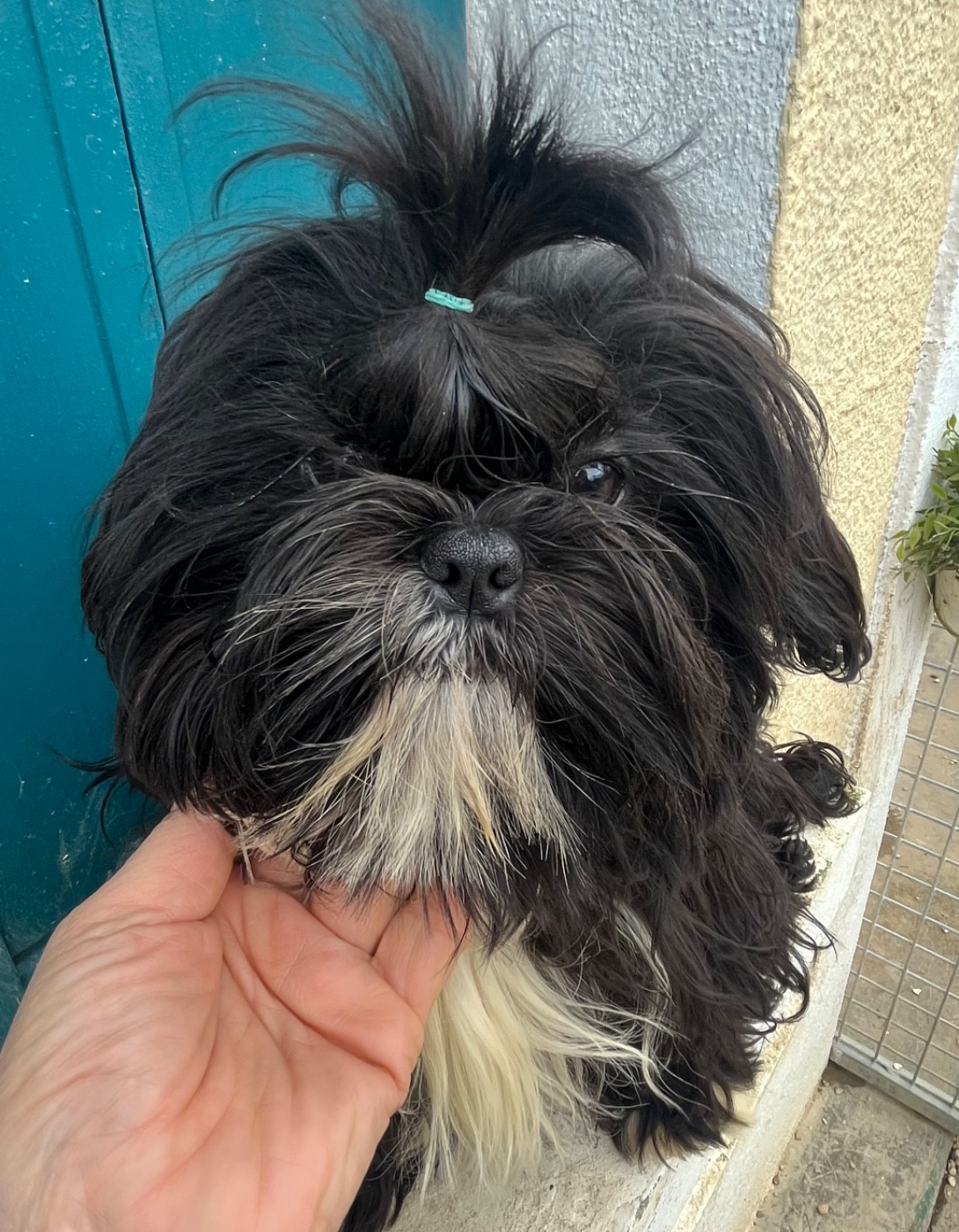 De Pepsie Pep's - Chiots disponibles - Shih Tzu