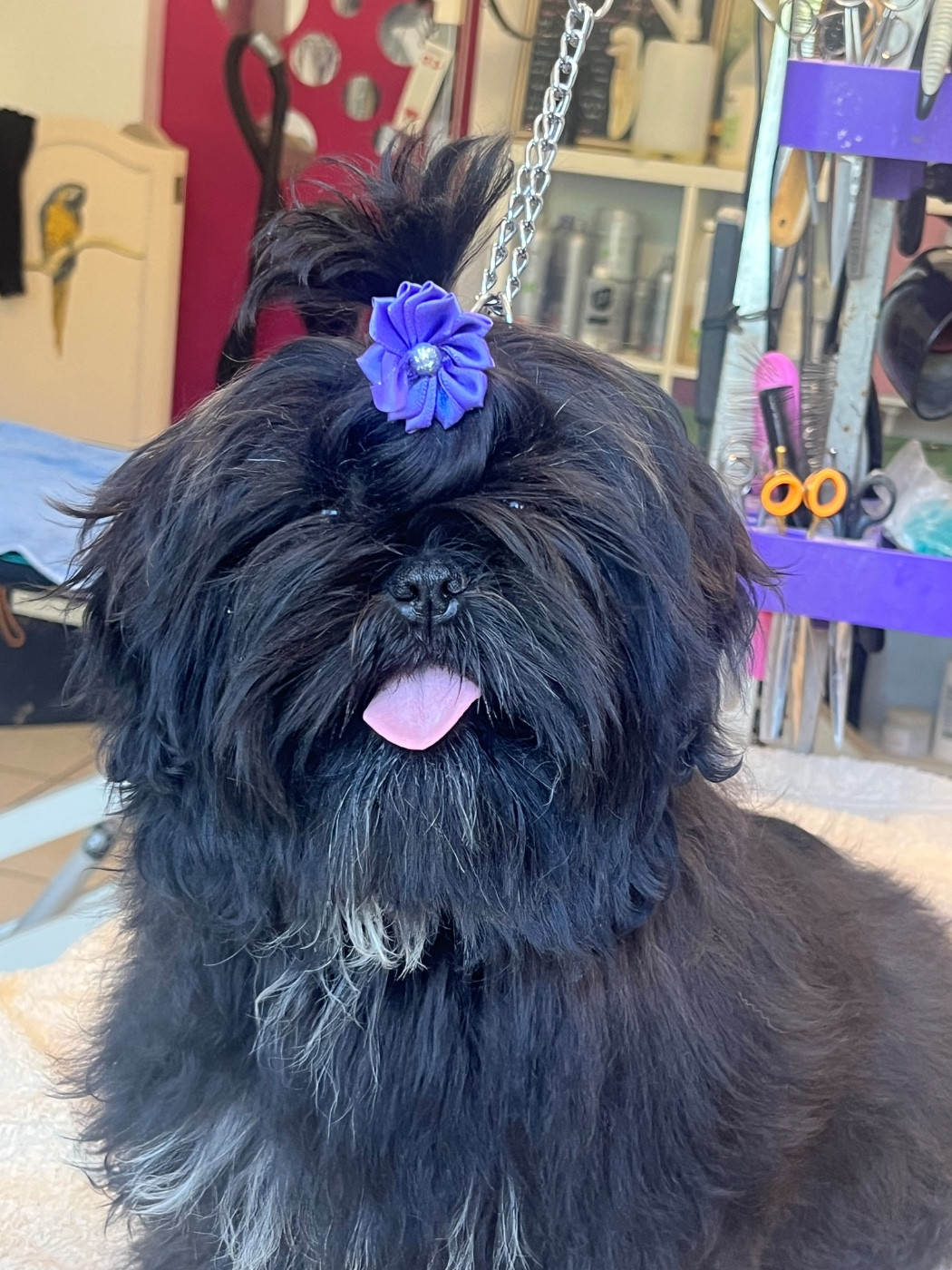 De Pepsie Pep's - Chiots disponibles - Shih Tzu