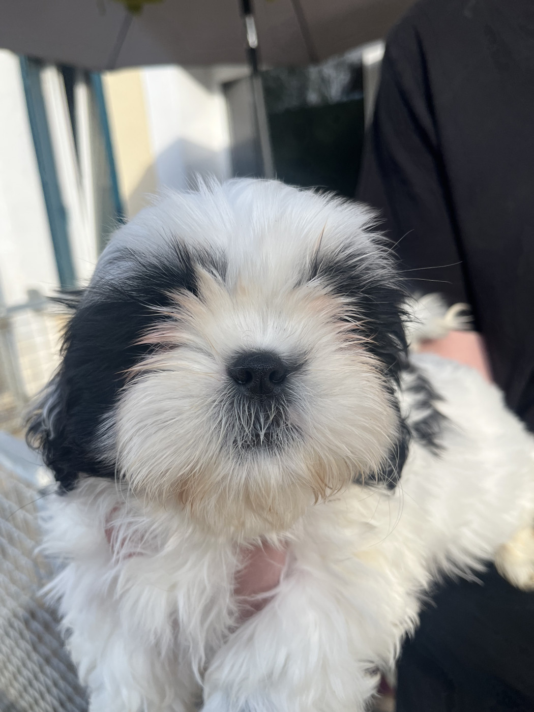 De Pepsie Pep's - Chiots disponibles - Shih Tzu
