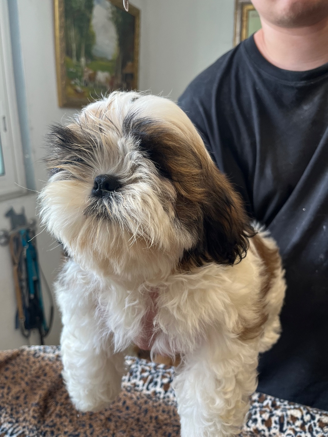 De Pepsie Pep's - Chiots disponibles - Shih Tzu