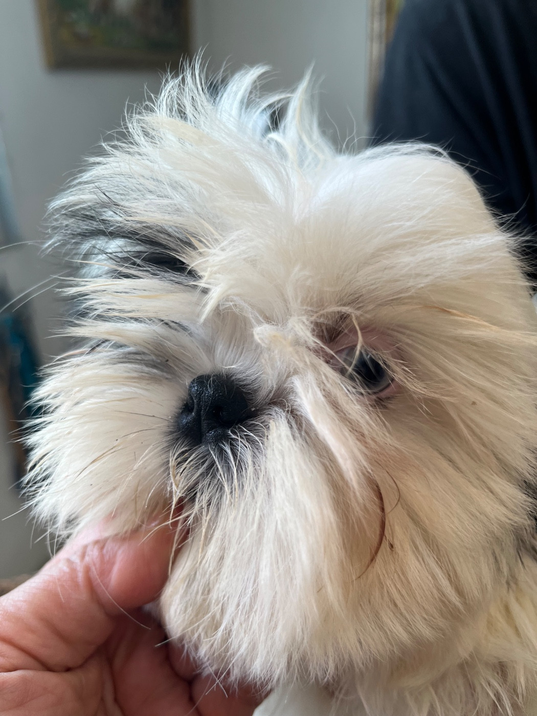 De Pepsie Pep's - Chiots disponibles - Shih Tzu