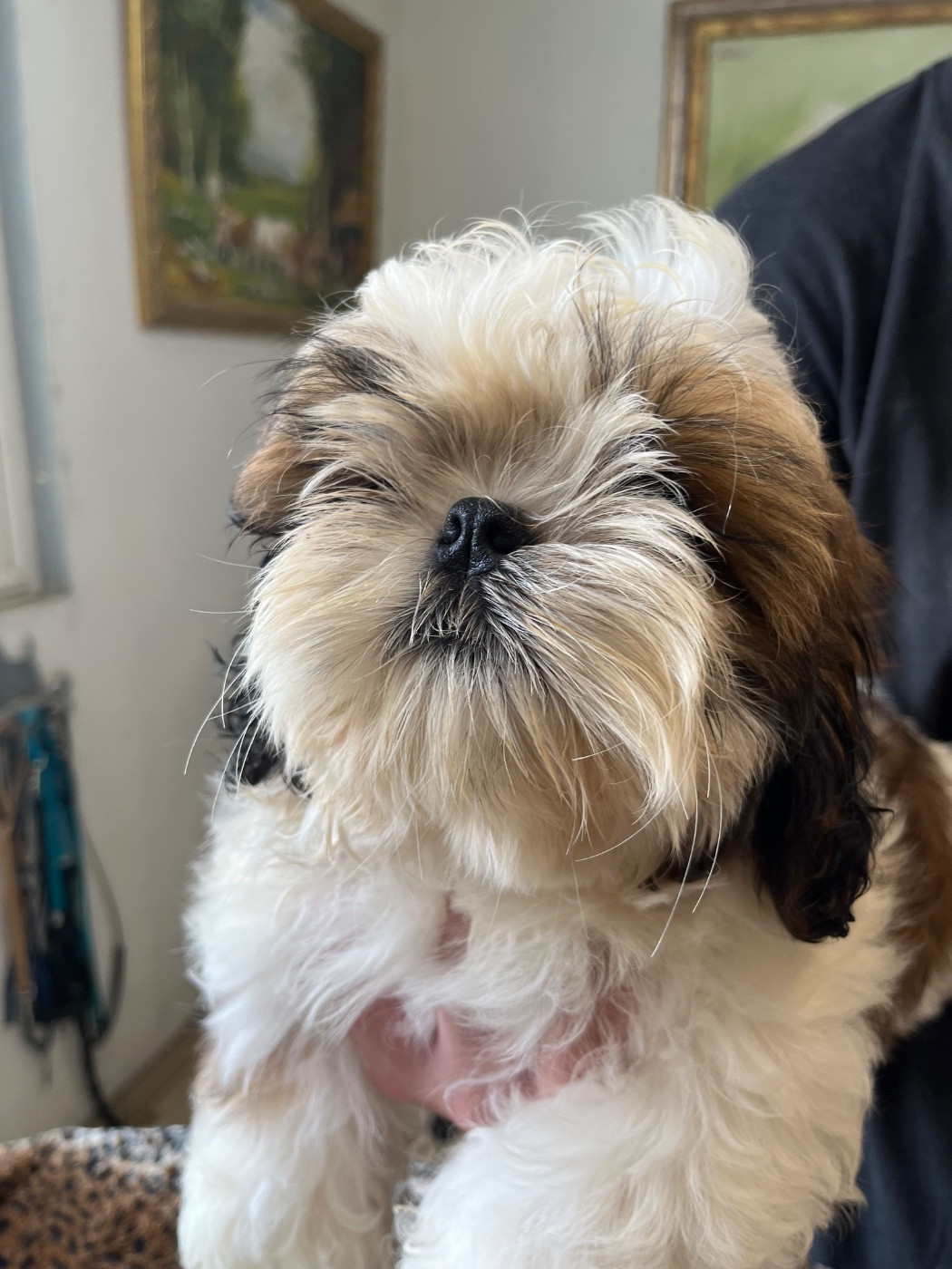 De Pepsie Pep's - Chiots disponibles - Shih Tzu