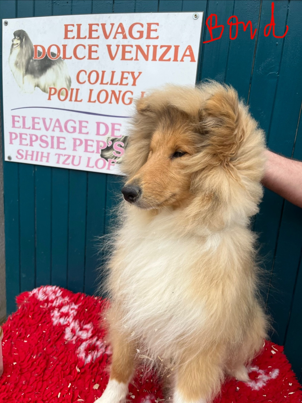 De Pepsie Pep's - Chiots disponibles - Colley à poil long