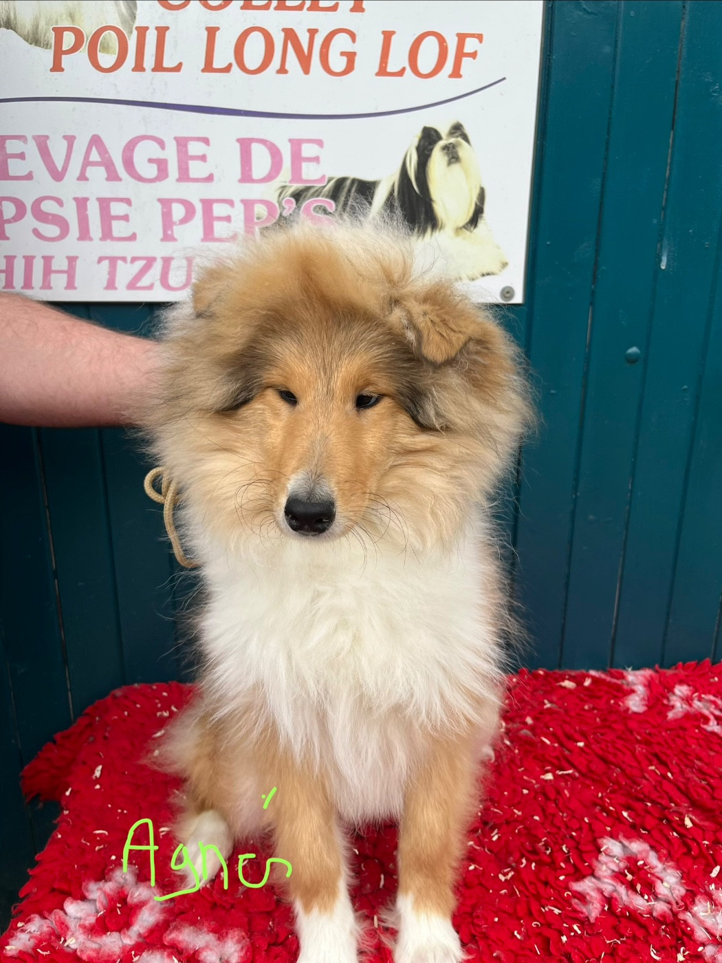 De Pepsie Pep's - Chiots disponibles - Colley à poil long