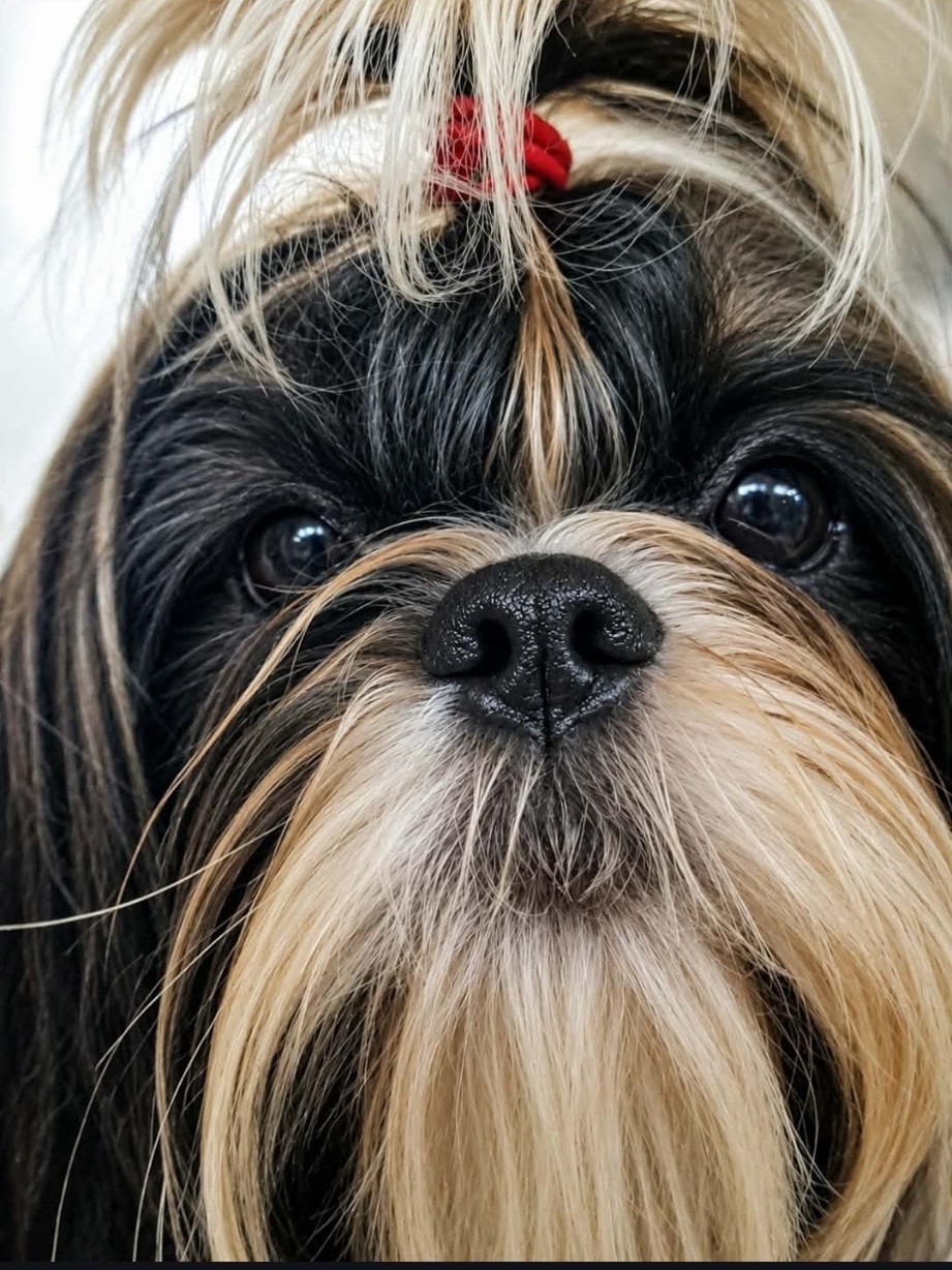 De Pepsie Pep's - Shih Tzu - Portée née le 21/09/2025
