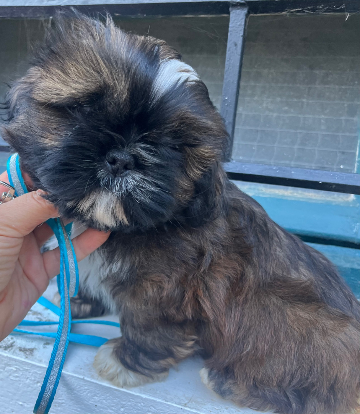 De Pepsie Pep's - Chiots disponibles - Shih Tzu