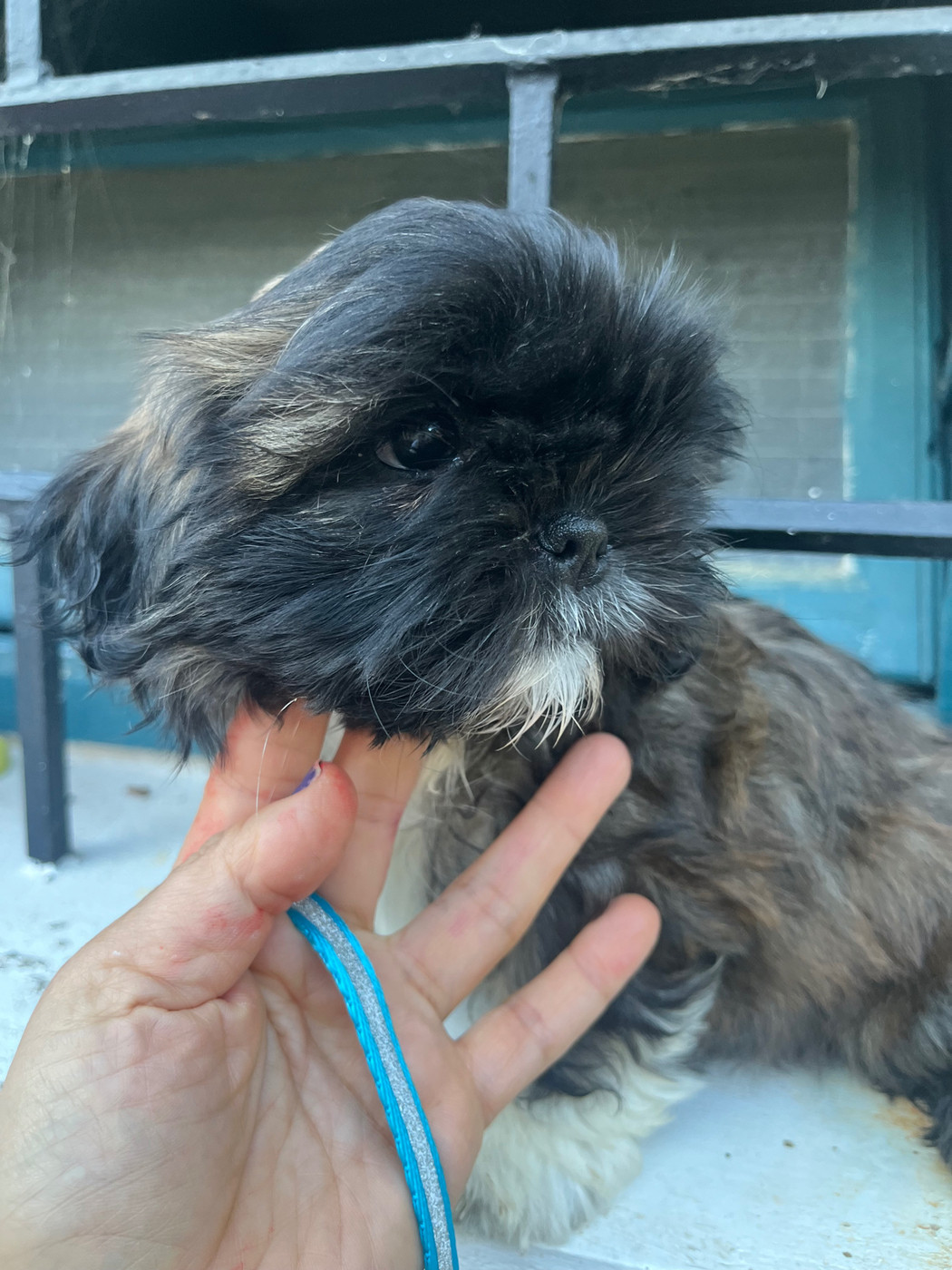 De Pepsie Pep's - Chiots disponibles - Shih Tzu