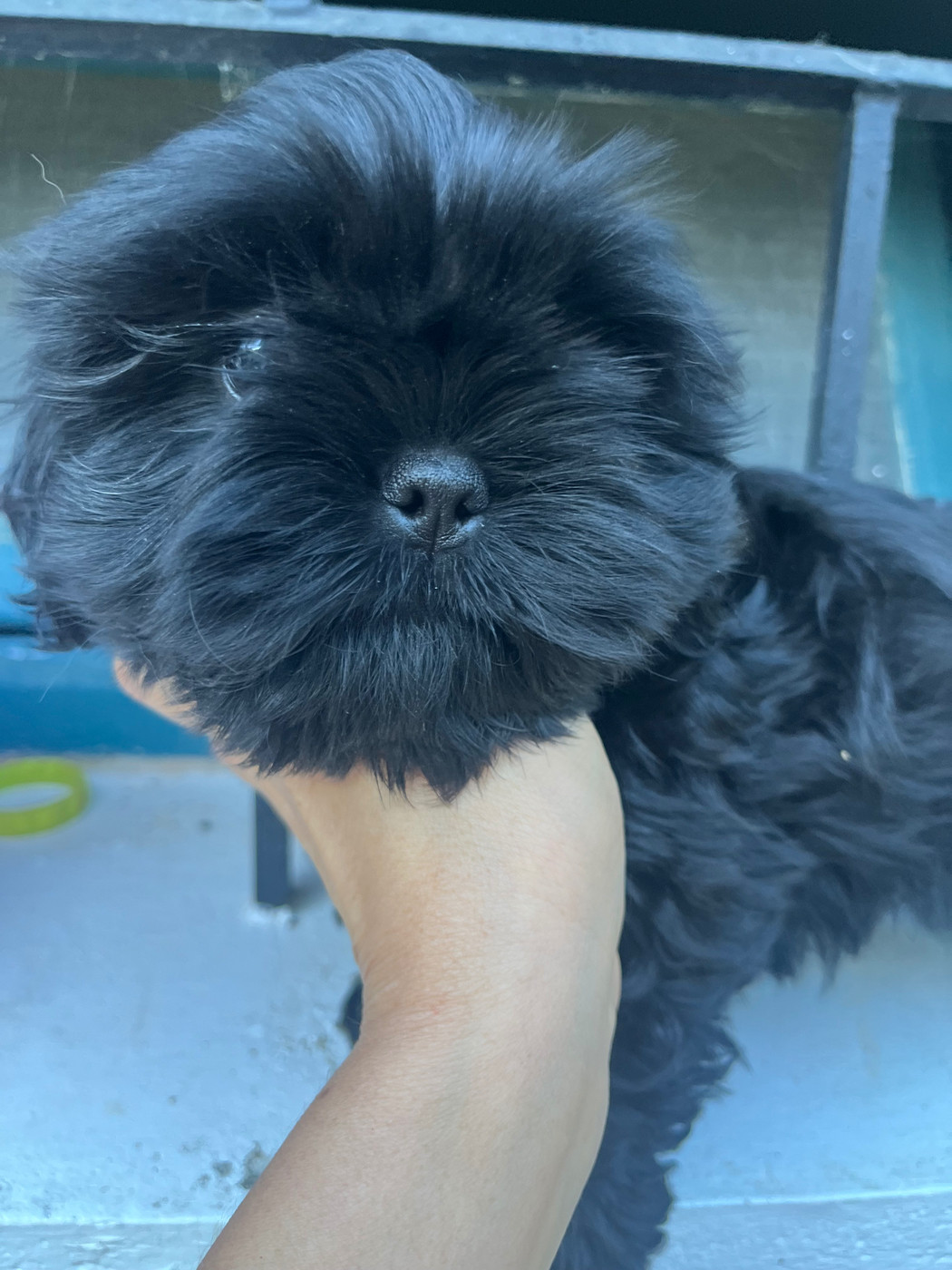 De Pepsie Pep's - Chiots disponibles - Shih Tzu