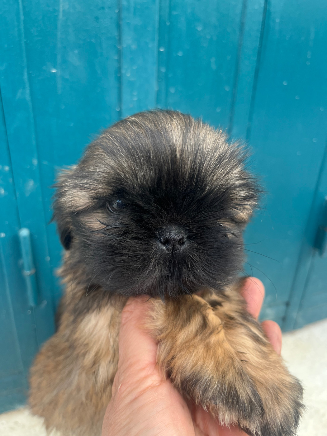 De Pepsie Pep's - Chiots disponibles - Shih Tzu