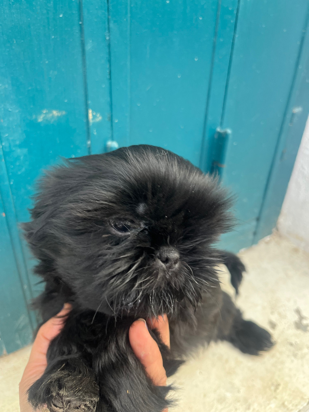 De Pepsie Pep's - Chiots disponibles - Shih Tzu