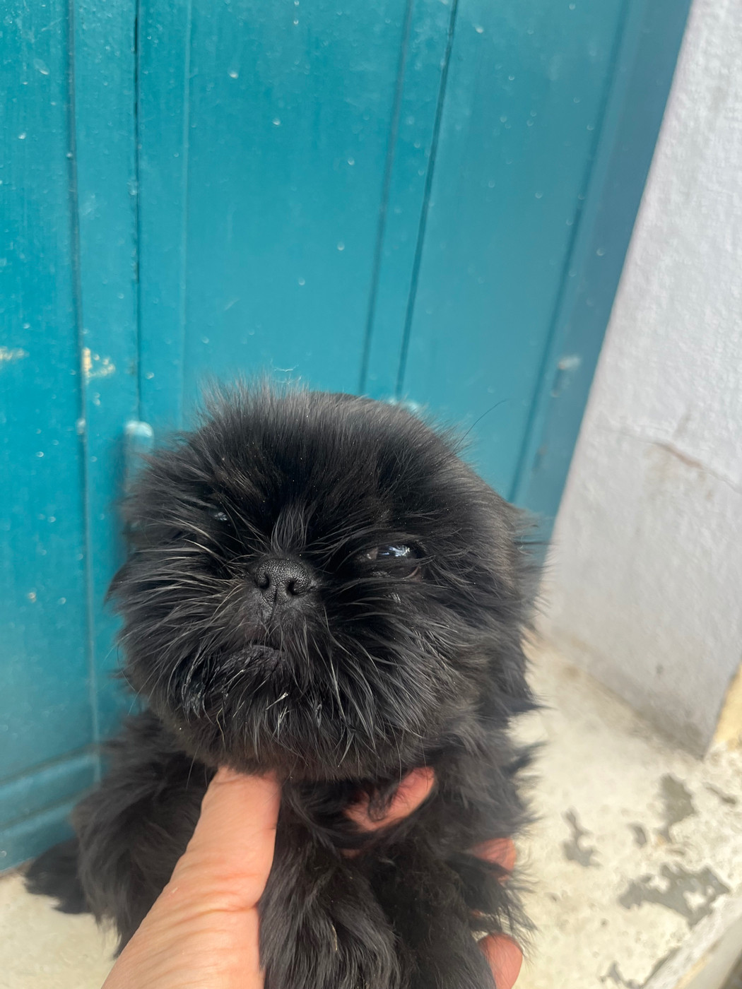De Pepsie Pep's - Chiots disponibles - Shih Tzu
