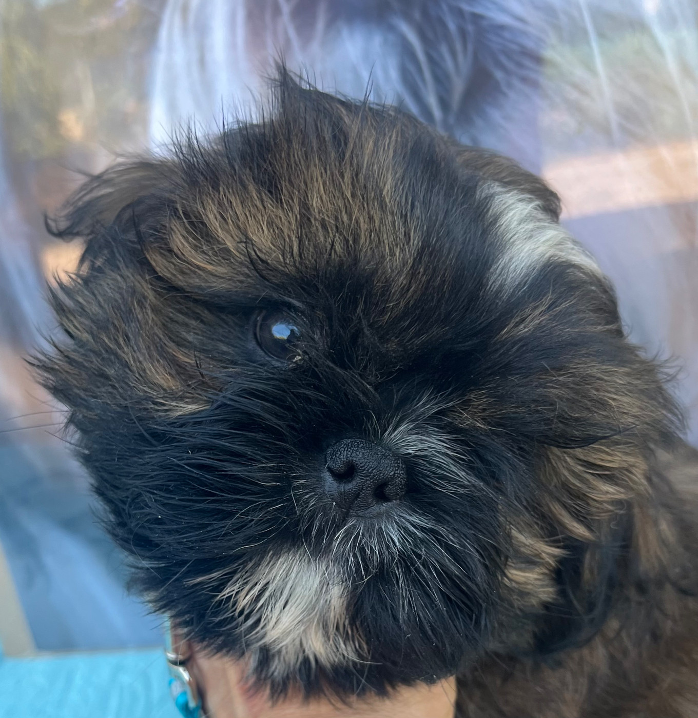 De Pepsie Pep's - Chiots disponibles - Shih Tzu