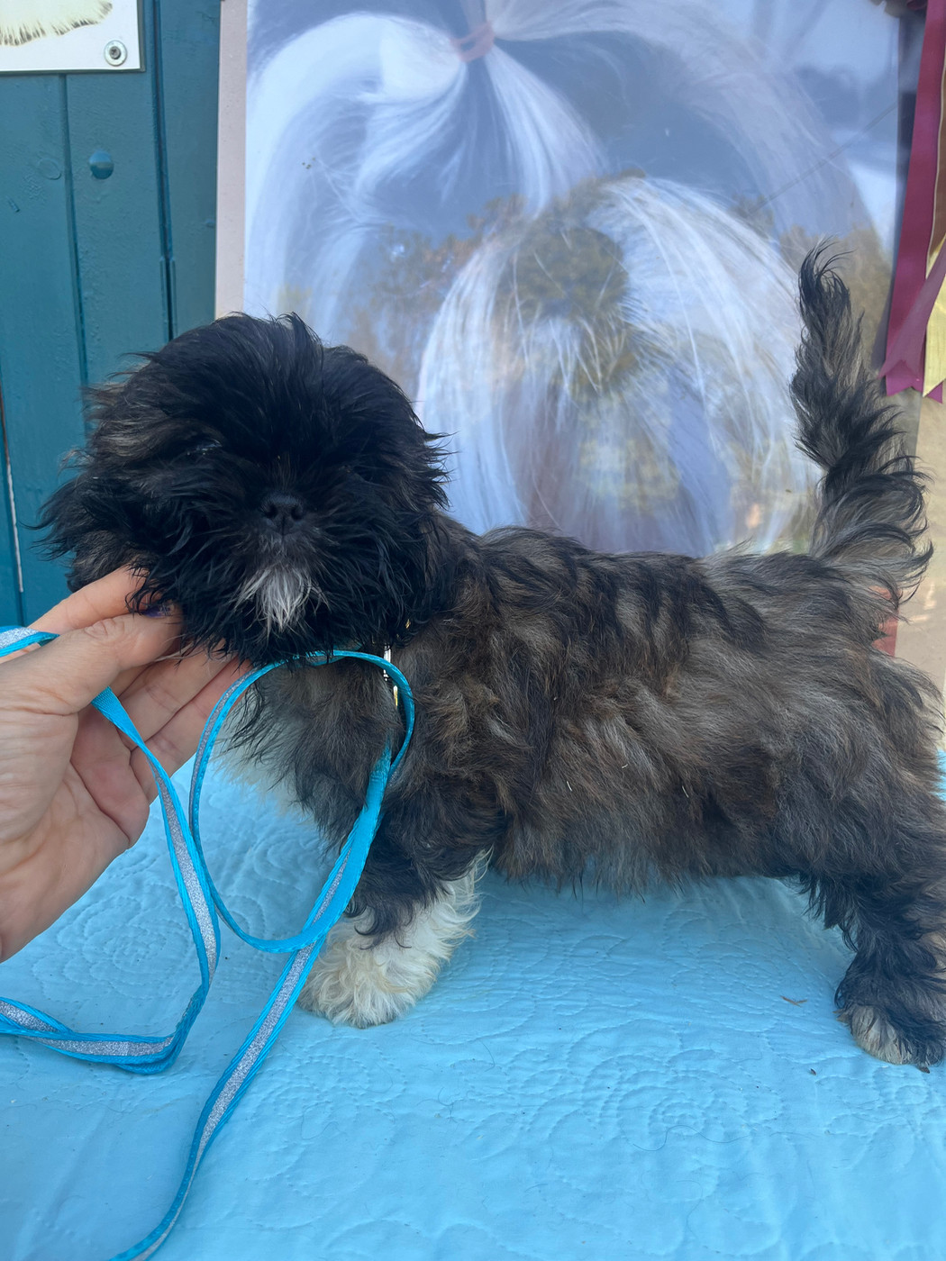 De Pepsie Pep's - Chiots disponibles - Shih Tzu