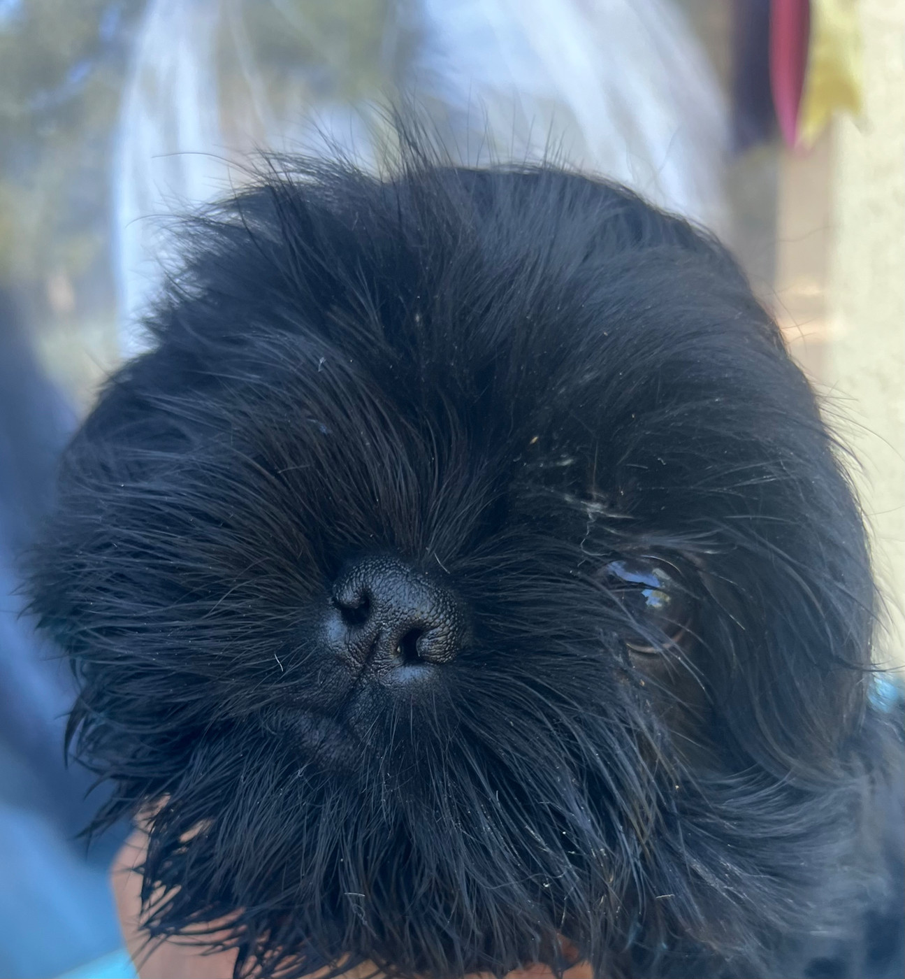 De Pepsie Pep's - Chiots disponibles - Shih Tzu
