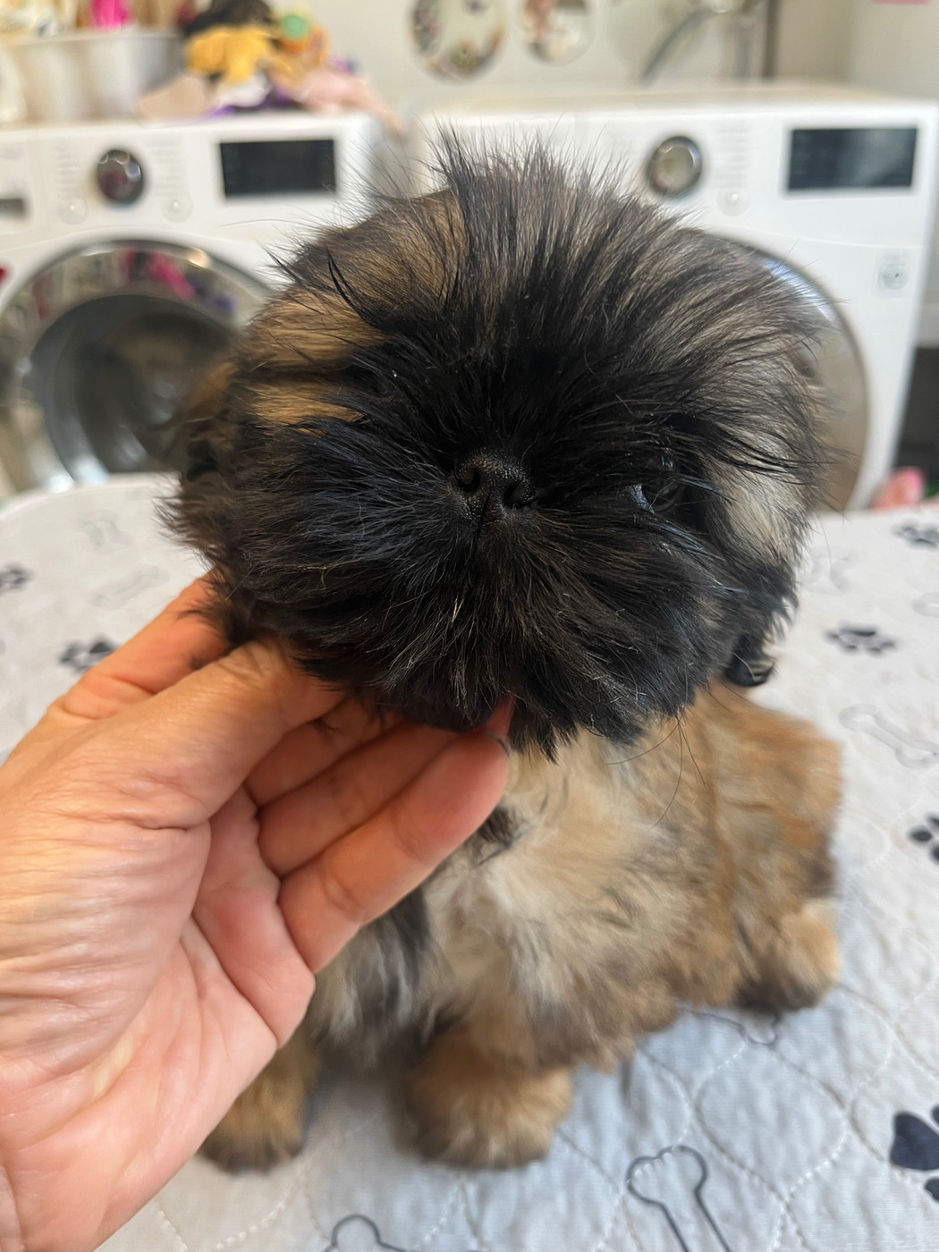 De Pepsie Pep's - Chiots disponibles - Shih Tzu