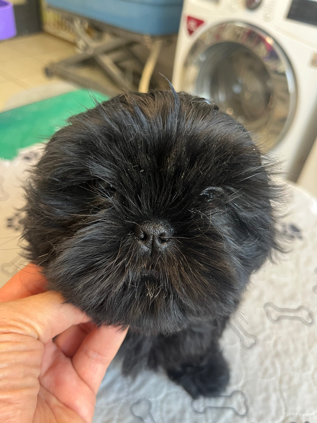 De Pepsie Pep's - Chiots disponibles - Shih Tzu