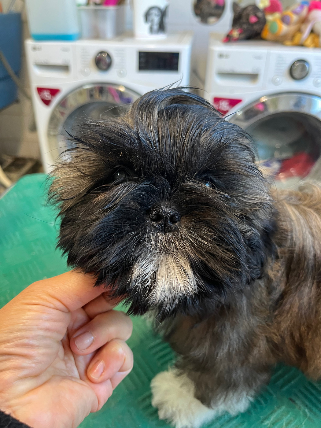 De Pepsie Pep's - Chiots disponibles - Shih Tzu