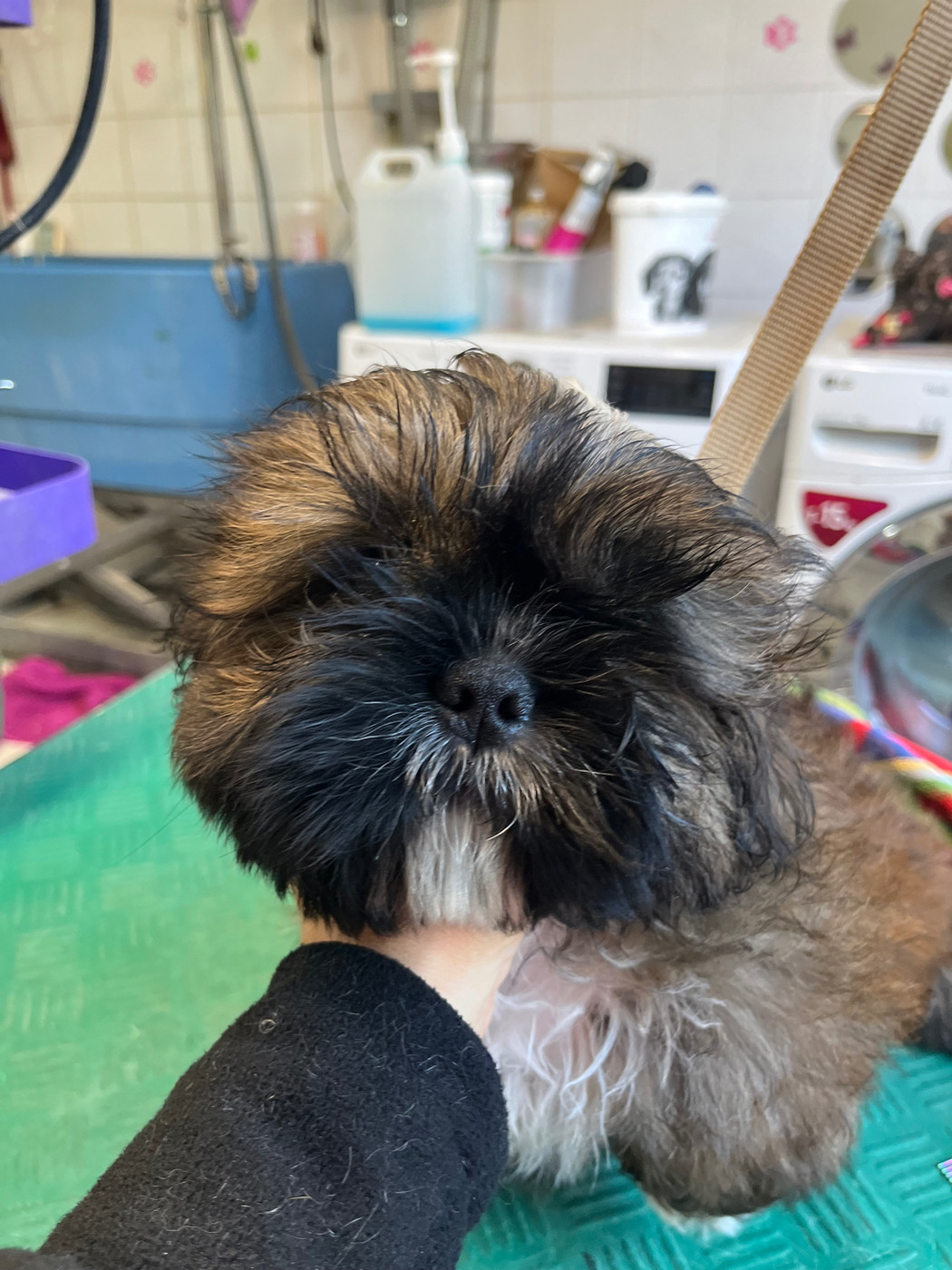 De Pepsie Pep's - Chiots disponibles - Shih Tzu