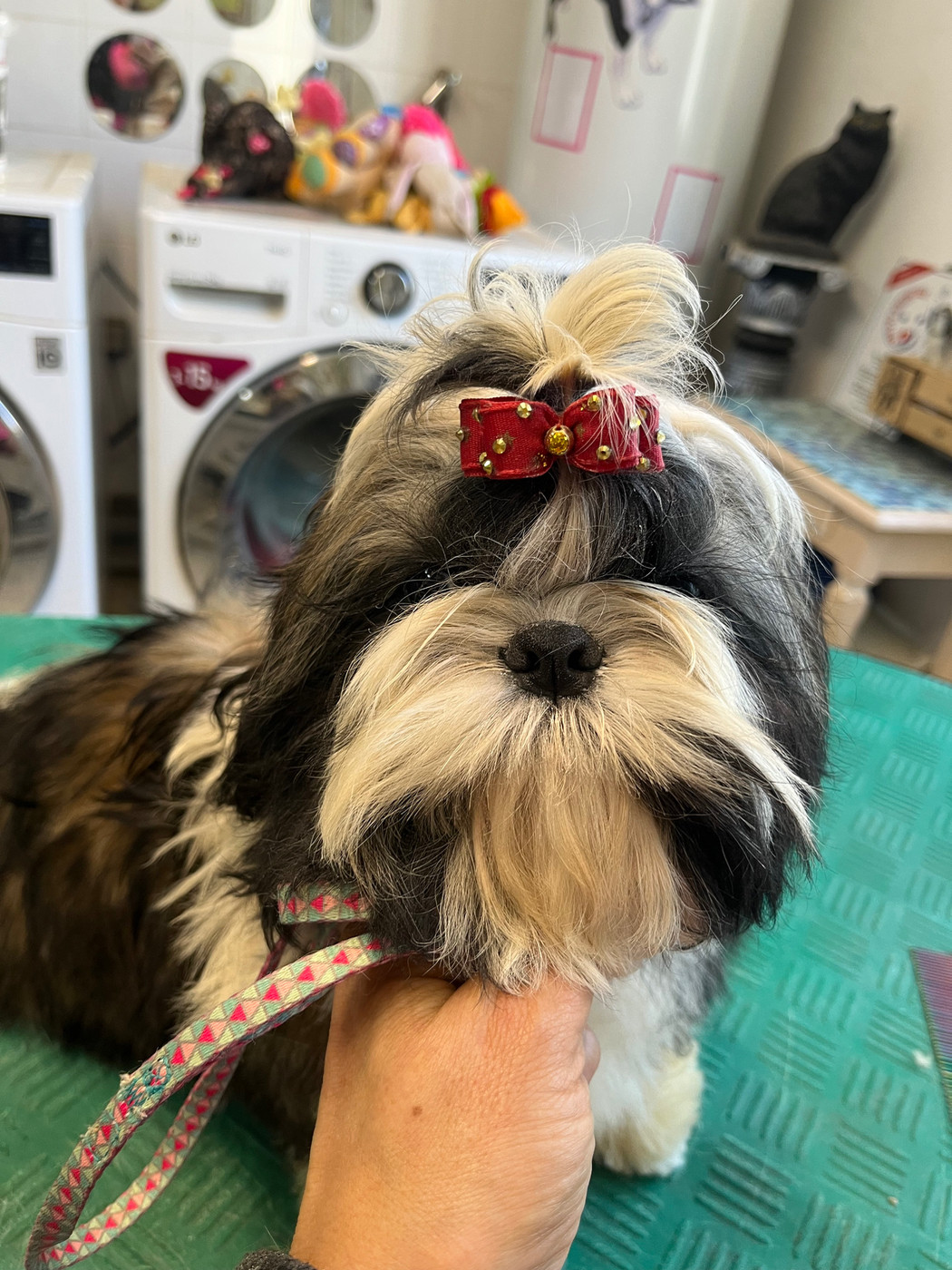 De Pepsie Pep's - Chiots disponibles - Shih Tzu