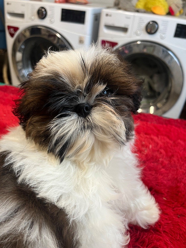 De Pepsie Pep's - Chiots disponibles - Shih Tzu