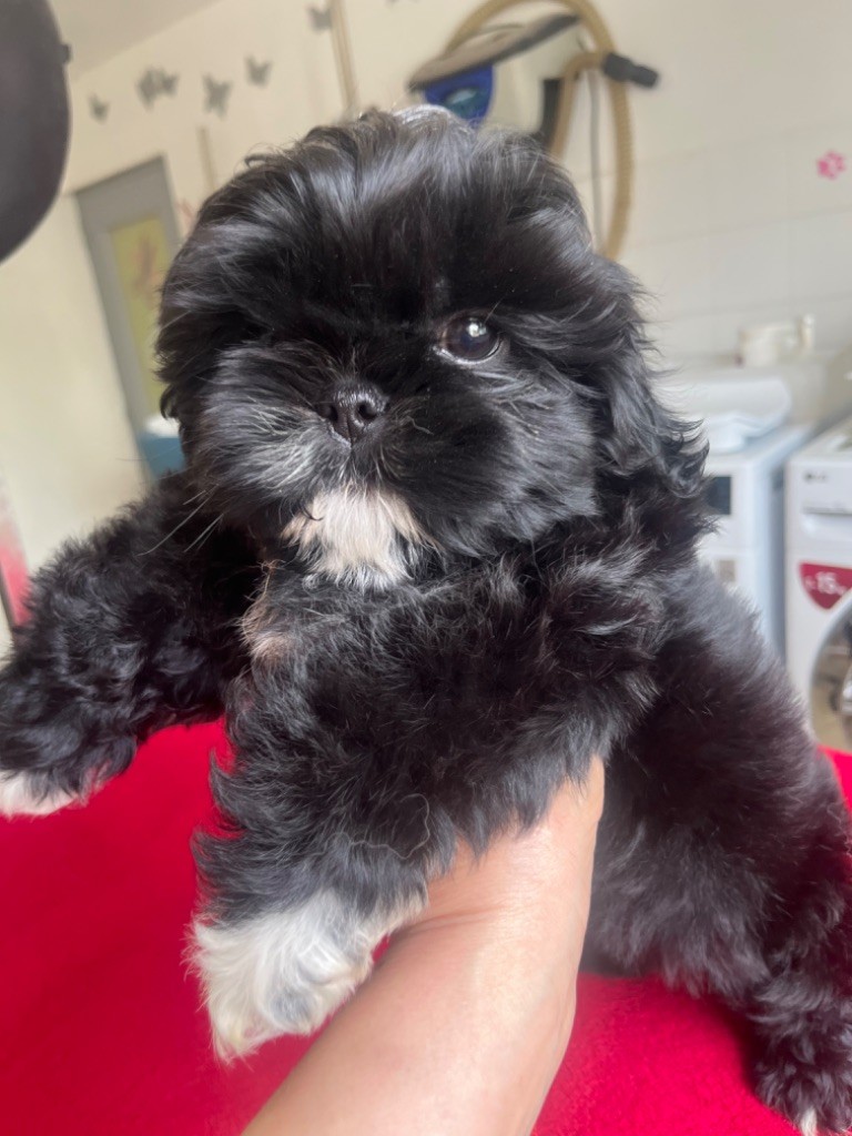 De Pepsie Pep's - Shih Tzu - Portée née le 03/03/2023