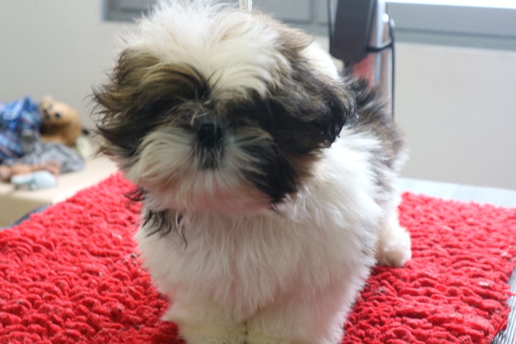 De Pepsie Pep's - Shih Tzu - Portée née le 07/02/2018